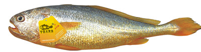 寧德大黃魚(yú)